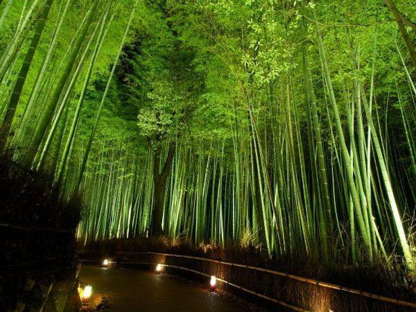柏 一吾山房 Haku Ichigo-Sanbo Villa Kyoto Eksteriør bilde